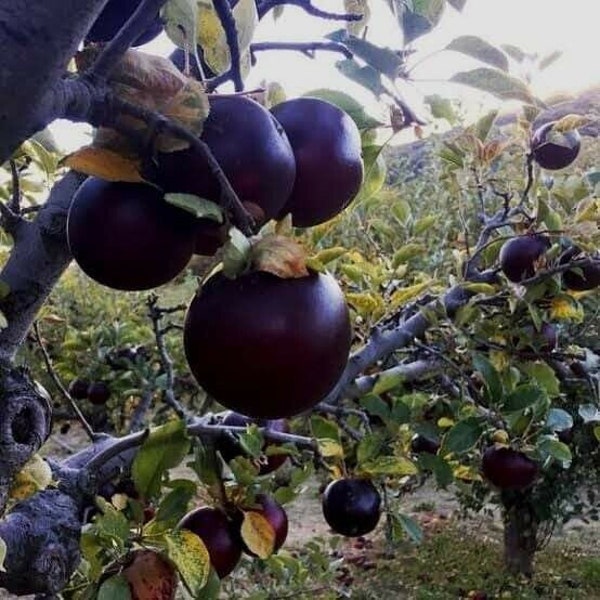 1 ARKANSAS BLACK APPLE tree *grafted* *live plant/tree* 18-32 inches tall* well rooted* sweet fruit* live fruit tree*