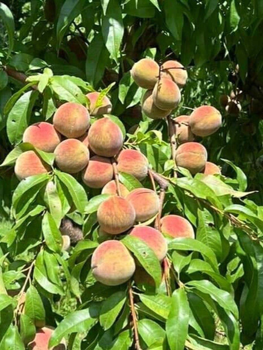 1 INDIAN BLOOD CLING Peach Tree grafted live Plant/tree 1832 Inches