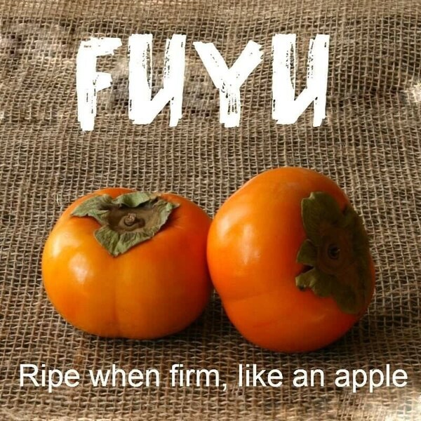 1 FUYU JAPANESE PERSIMMON tree *live plant* 6-24 inches tall|*grafted* well rooted* sweet fruit*