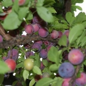 1 METHLEY PLUM TREE *grafted* *live plant/tree* 18-32 inches tall* well rooted* sweet fruit*