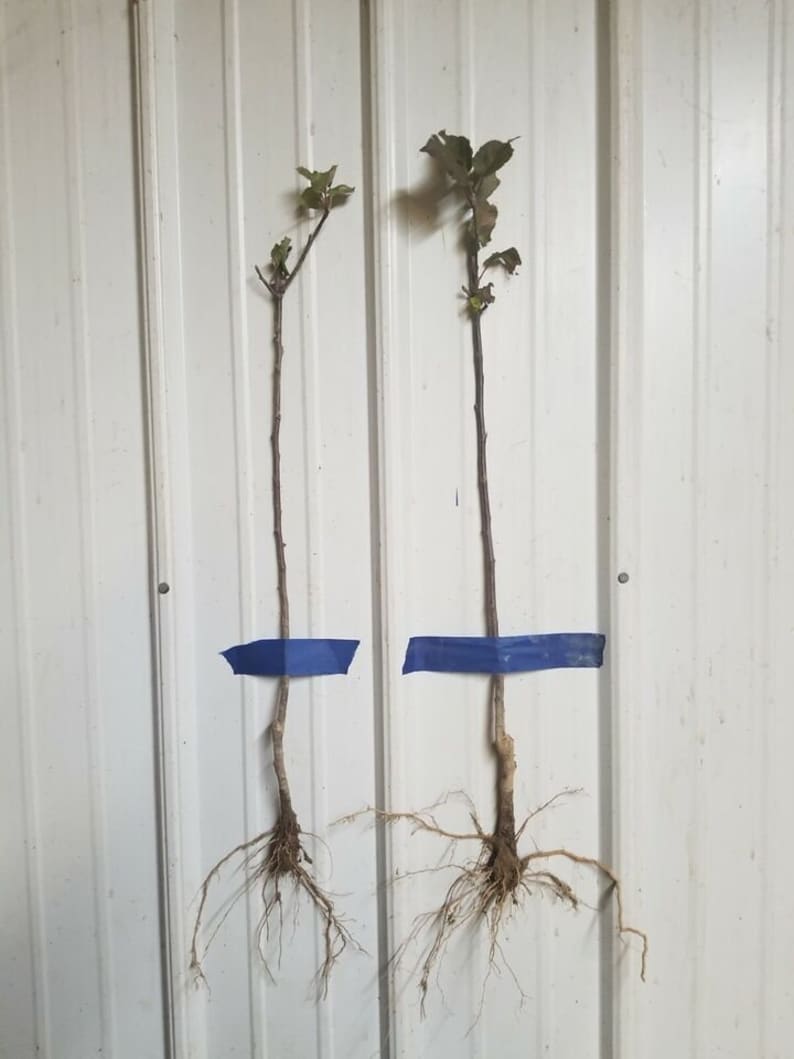 1 ARKANSAS BLACK APPLE Tree grafted live Plant/tree 1832 Inches Tall