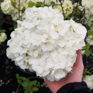 Chinese Snowball Bush Viburnum Plant macrocephalum sterile 12" to 24" tall, live plant, spring and fall blooms, well rooted 1 gallon pot