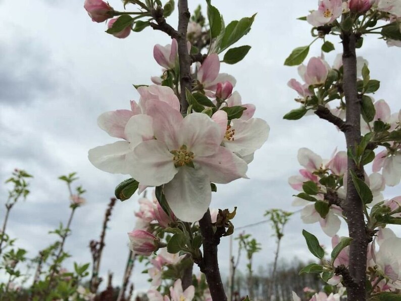 1 ARKANSAS BLACK APPLE Tree grafted live Plant/tree 1832 Inches Tall