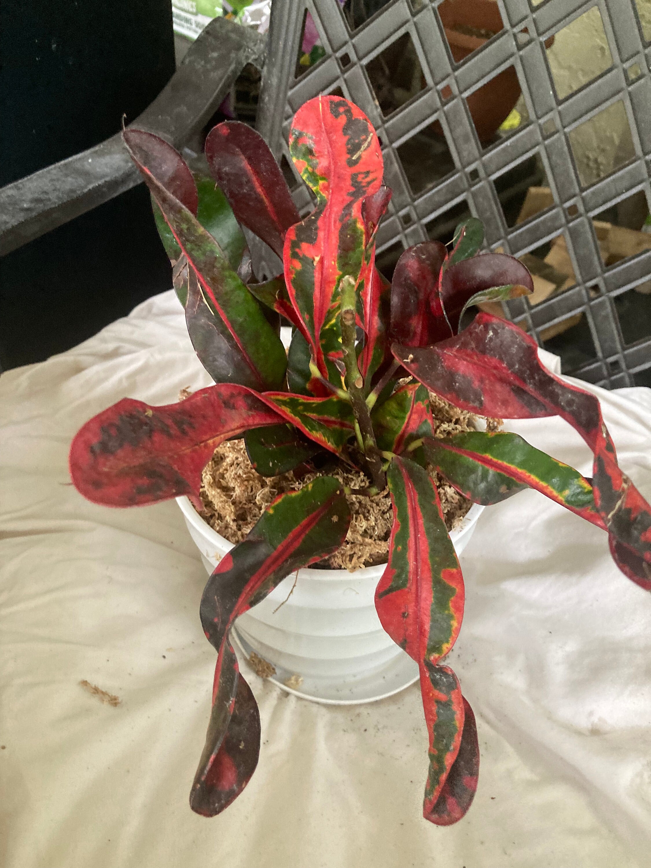 Curly Red Yellow Green Variegated Garden Croton Plant In