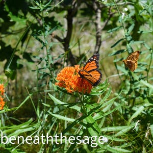Monarch Butterfly Photography Print, Wildflower and Butterfly Wall Art Digital Download, Nature Printable Decor