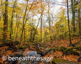 May include: A stream flows through a forest with yellow and orange leaves on the trees. The ground is covered in fallen leaves.