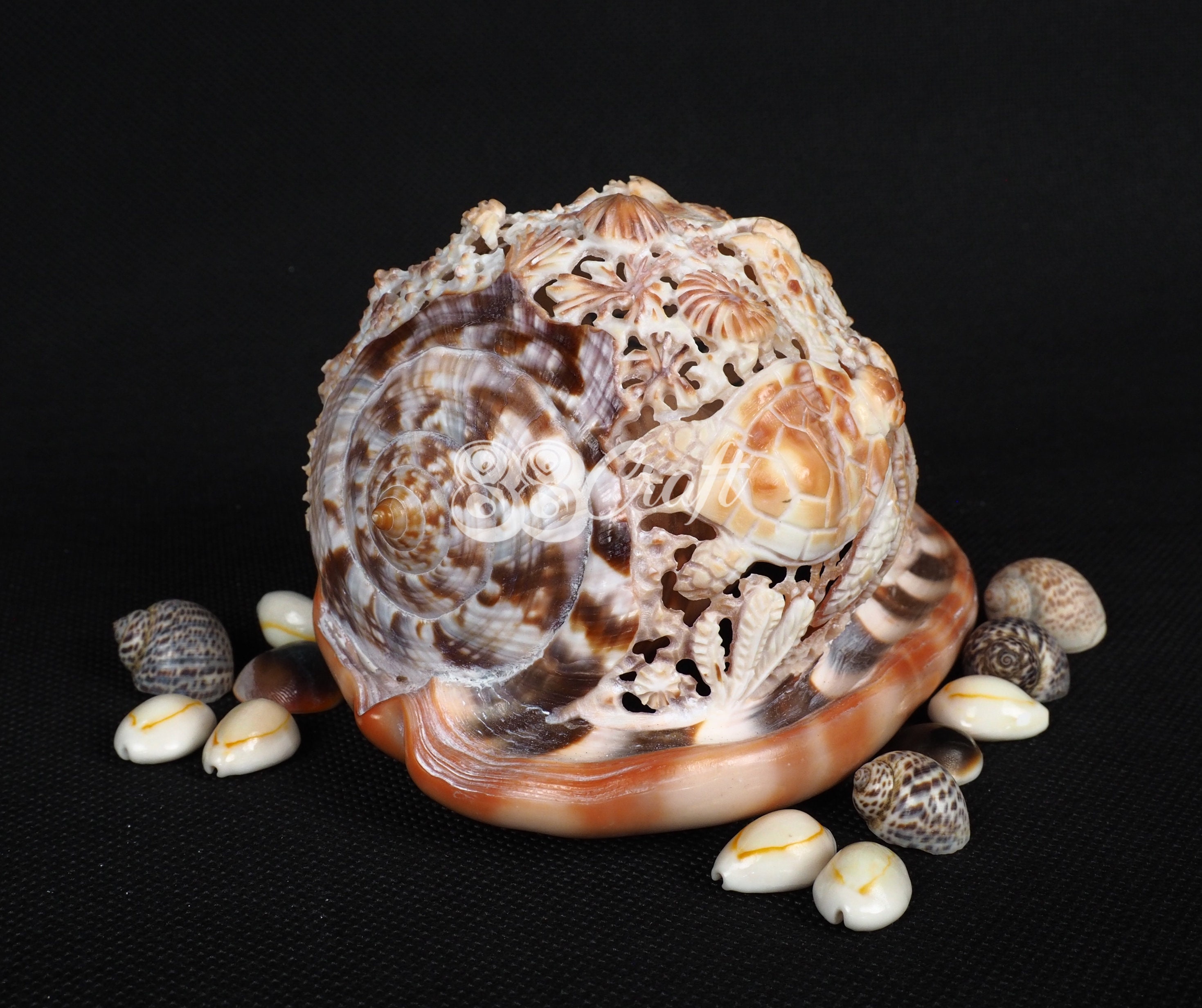 Turtle Shell Conk Natural Carved Conch Shell Red Helmet Turtle Sculpture Hand Carved - Etsy