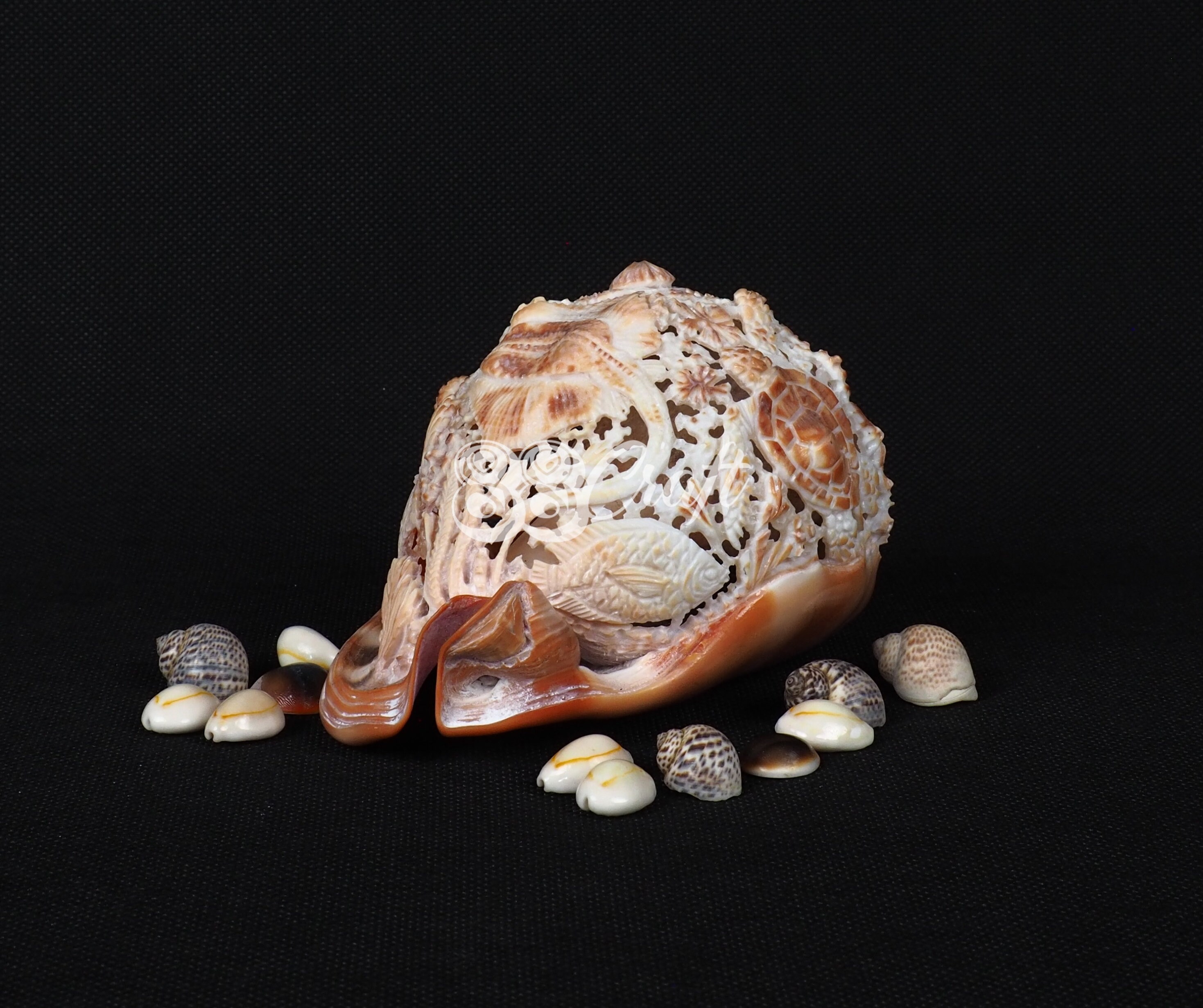 Turtle Shell Conk Natural Carved Conch Shell Red Helmet Turtle Sculpture Hand Carved - Etsy