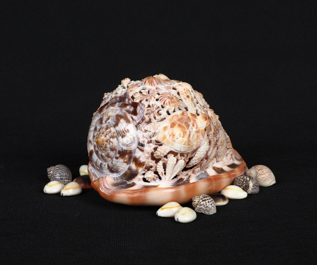 Turtle Shell Conk Natural Carved Conch Shell Red Helmet Turtle Sculpture Hand Carved - Etsy