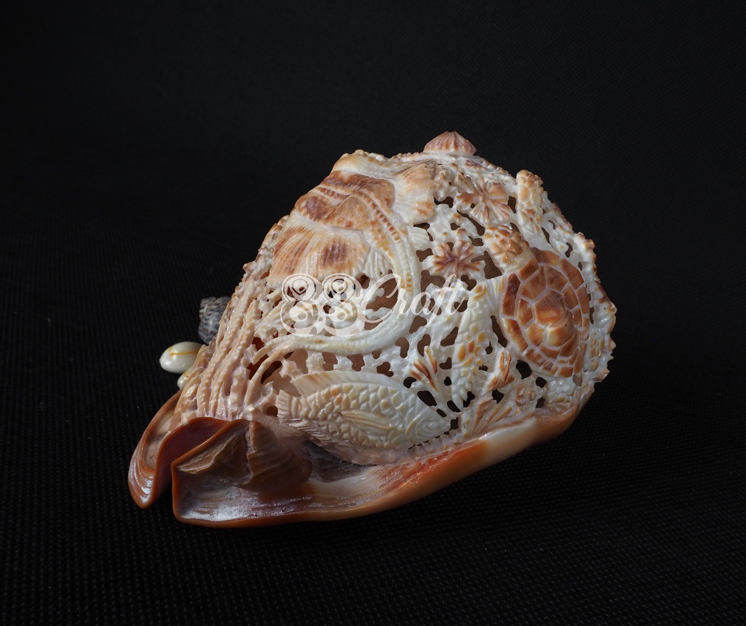 Turtle Shell Conk Natural Carved Conch Shell Red Helmet Turtle Sculpture Hand Carved - Etsy