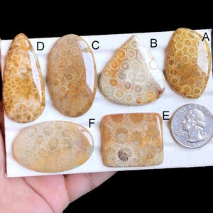 Cabochons de fossiles de corail sélectionnés, Pierre semi-précieuse naturelle pour bijoux, Pierre de guérison fossile de corail pour pendentifs LOT- 29