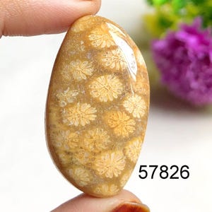 Koraalfossiele cabochon, natuurlijke halfedelsteen voor het maken van sieraden, met de hand gepolijste cabines, natuurlijke kristallen cadeau-sieraden, nieuwjaarsverkoop