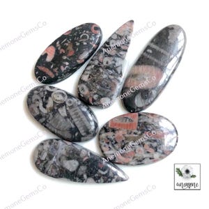 Crinoid Fossil Cabochon, 29-37 mm Ca. Mix Form & Größe 6 Stück Lot Für Schmuckherstellung, Edelstein Halskette Für Geschenk Schmuck 62378