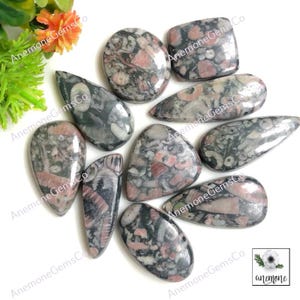 Crinoid-fossiele cabochon, 18-33 mm, ongeveer mix van vorm en grootte 10 stuks veel voor sieraden maken, edelsteenketting voor verjaardagscadeau 62539