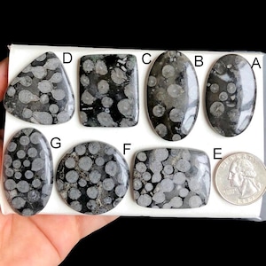 Cabochons fossiles de snacks noirs sélectionnés, pierre semi-précieuse naturelle pour la fabrication de bijoux, pendentifs en cristal de guérison LOT-199