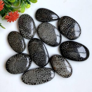 May include: A collection of ten polished, oval-shaped black fossil coral stones featuring a distinct honeycomb pattern of light gray and white spots. The stones are arranged in a cluster, showcasing their smooth, glossy surfaces and natural textures.