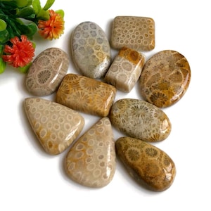 Koraal fossiele cabochon, 17 tot 28 mm, ongeveer mix van vorm en grootte, 10 stuks veel voor het maken van sieraden, edelsteen ketting en ring, ambachtelijke sieraden 57798