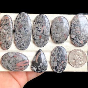 Cabujón fósil de crinoideo seleccionado, piedra preciosa semipreciosa natural para la fabricación de joyas, piedra preciosa pulida a mano para colgantes de joyería, lote 68
