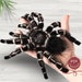 see more listings in the Spiders section