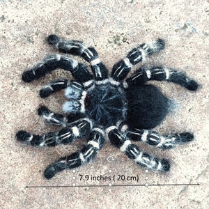 Crochet pattern. Amigurumi Spider. Zebraknee Tarantula. DIY crochet tutorial PDF. image 2