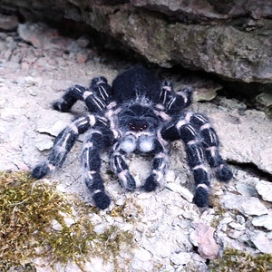 Crochet pattern. Amigurumi Spider. Zebraknee Tarantula. DIY crochet tutorial PDF. image 9