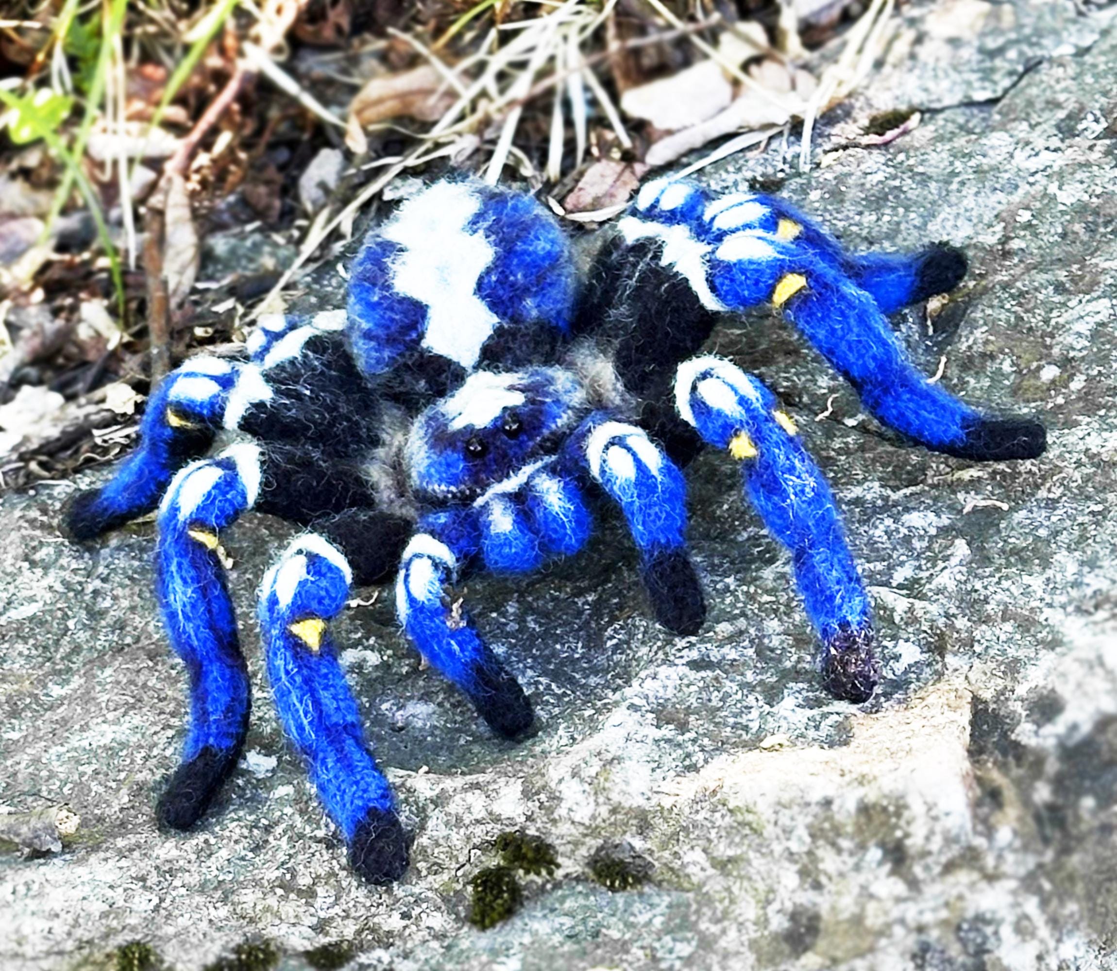 洋楽 Tarantula Phormictopus auratus - Golden Cuban Tarantula| Urban Tarantulas
