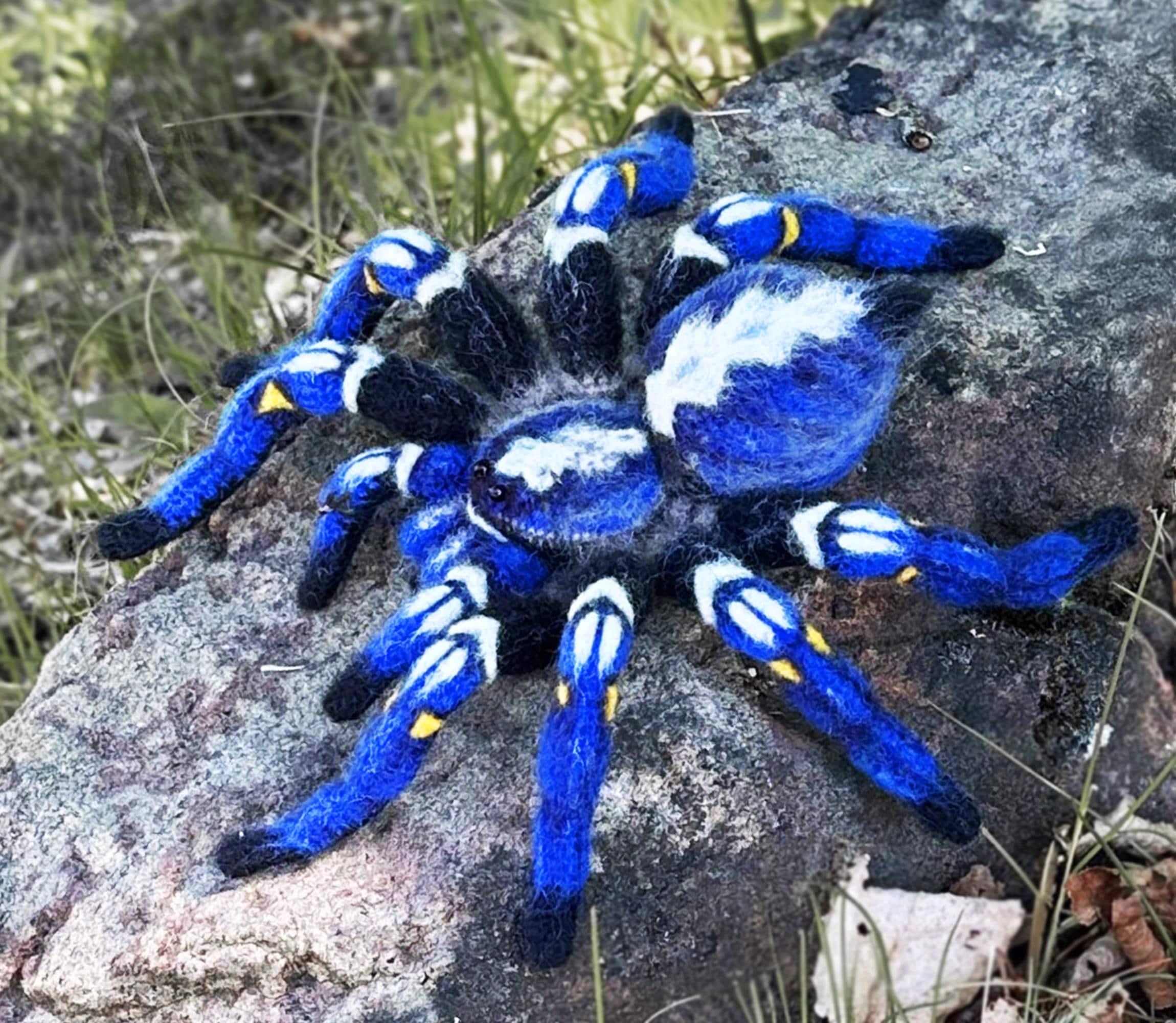 洋楽 Tarantula Poecilotheria metallica - Wikipedia
