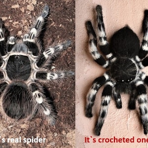 Crochet pattern. Amigurumi Spider. Whiteknee Tarantula. DIY crochet tutorial PDF. image 3