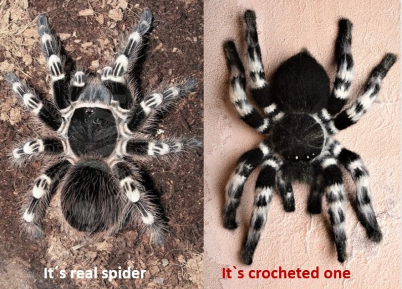 Crochet pattern. Amigurumi Spider. Whiteknee Tarantula. DIY crochet tutorial PDF. image 3