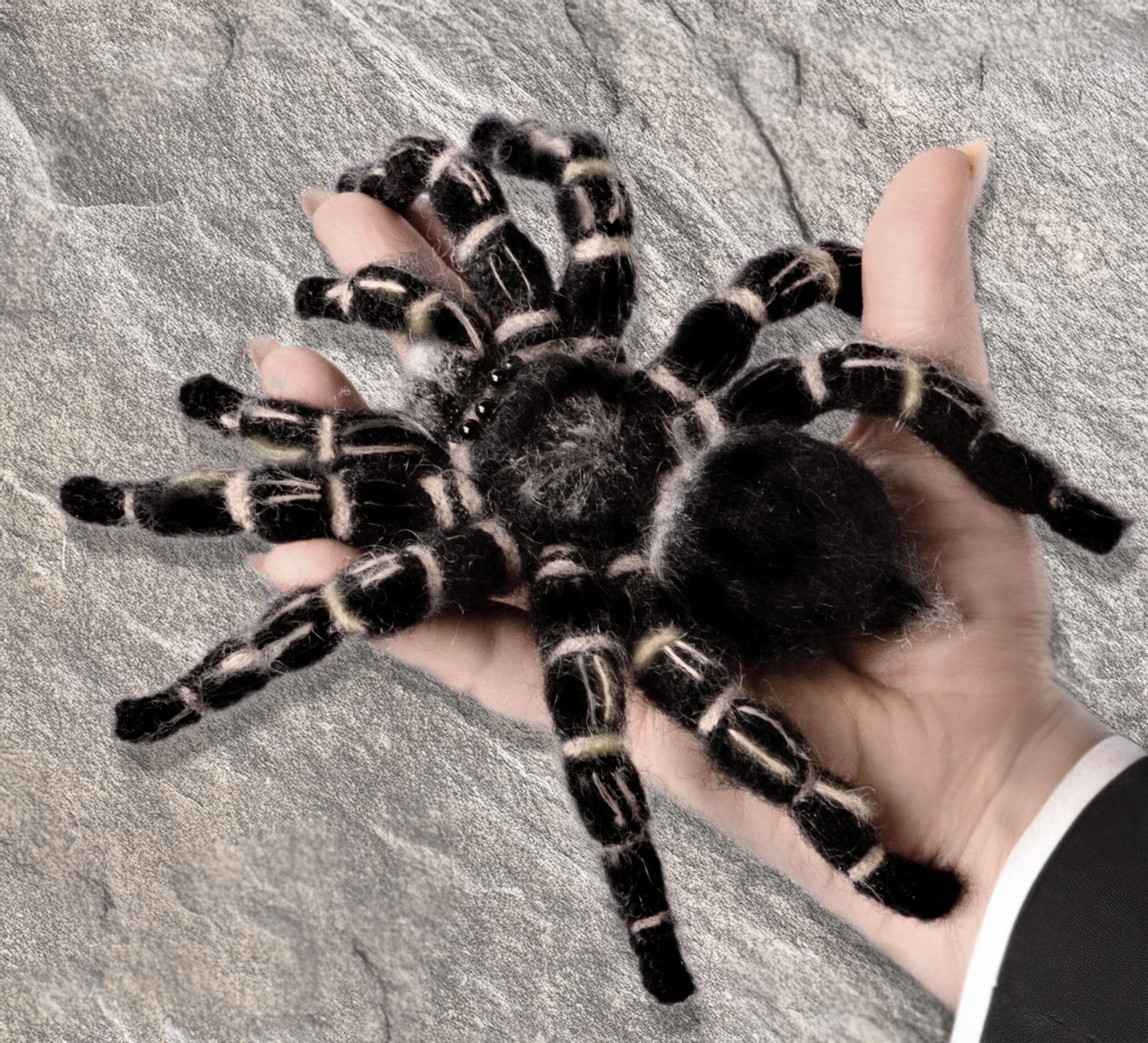 リアルなかぎ針編みのクモのパターン - コスタリカのゼブラニー