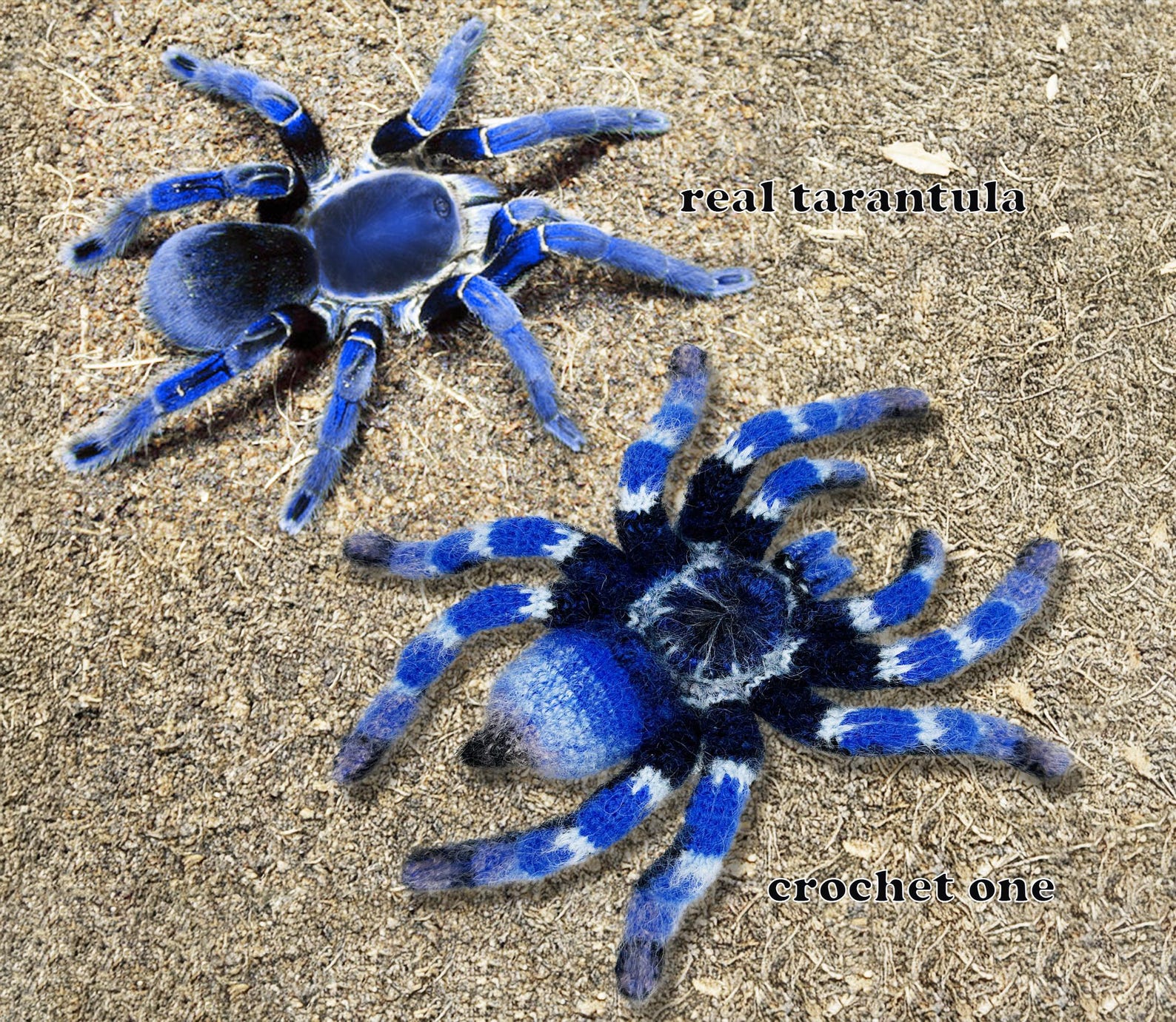 Cobalt Blue Tarantula crochet pattern by Natali Skill 21