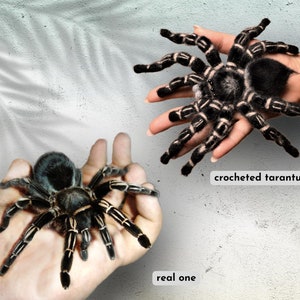 Crochet pattern. Amigurumi Spider. Zebraknee Tarantula. DIY crochet tutorial PDF. image 3