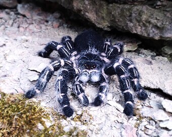 リアルなかぎ針編みのクモのパターン - コスタリカのゼブラニー