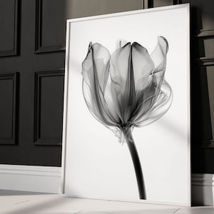 Puede incluir: Una fotografía en blanco y negro de una sola flor de tulipán con un tallo largo. La flor está enfocada y el fondo está desenfocado.
