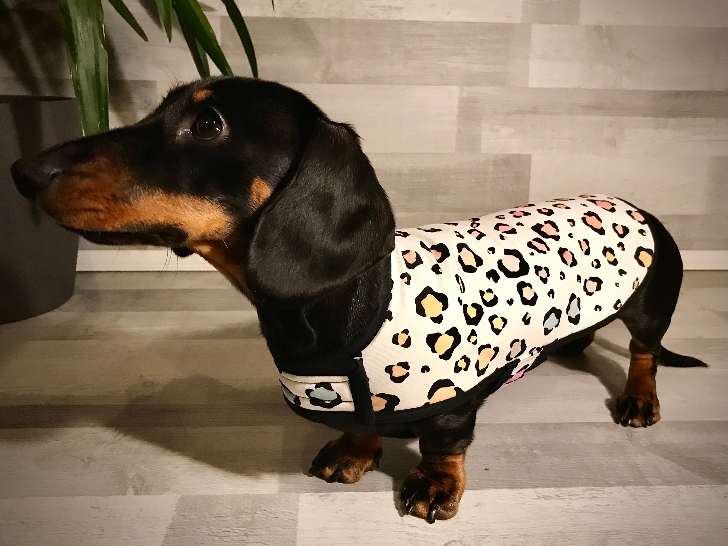 Miniature Dachshund coat Etsy