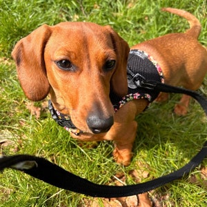 Dachshund Harness No armpit rub image 3