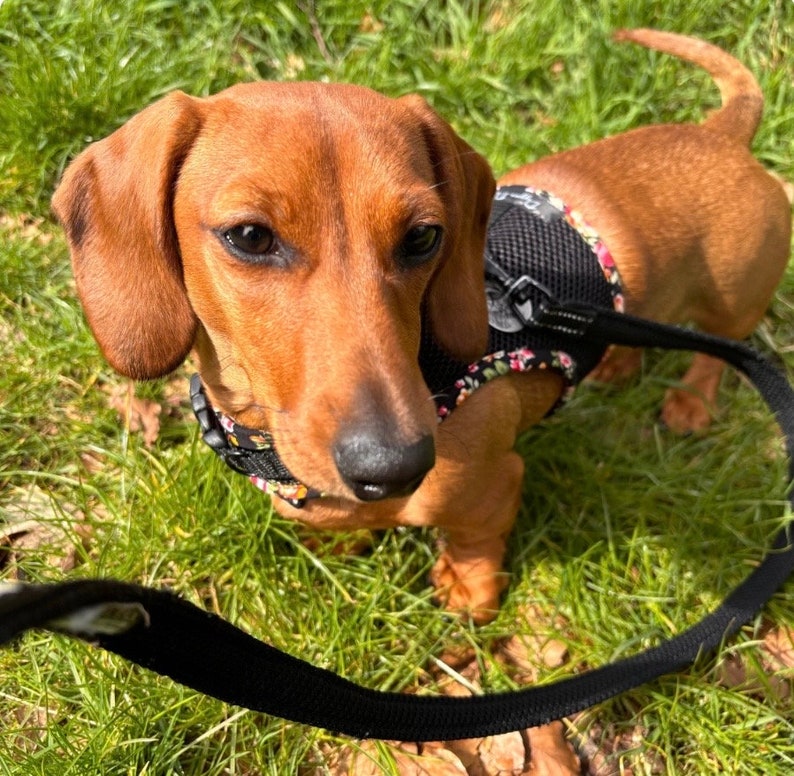 Dachshund Harness No armpit rub image 3