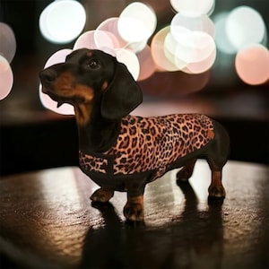 Puede incluir: Un perro salchicha que lleva un abrigo para perros con estampado de leopardo. El perro tiene pelaje negro con marcas marrones en la cara y las patas. El abrigo es marr&oacute;n con manchas negras. El fondo est&aacute; borroso con luces bokeh.