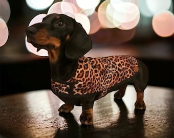 Miniature Dachshund Coat