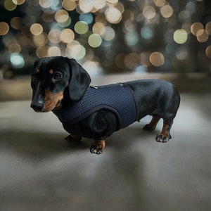 Peut inclure: Un dachshund noir et brun portant un harnais pour chien en maille bleu foncé. Le chien est debout sur une surface grise avec un arrière-plan flou de lumières.