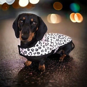 May include: A black and tan dachshund wearing a white and black leopard print dog coat.