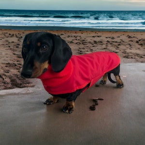 Waterproof Dachshund Coat ( Red Polar neck)