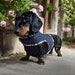 see more listings in the Dachshund Harnesses section