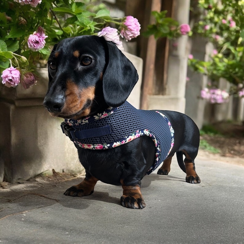 May include: A black dachshund wearing a blue and floral dog harness. The harness has a mesh design and a floral pattern.