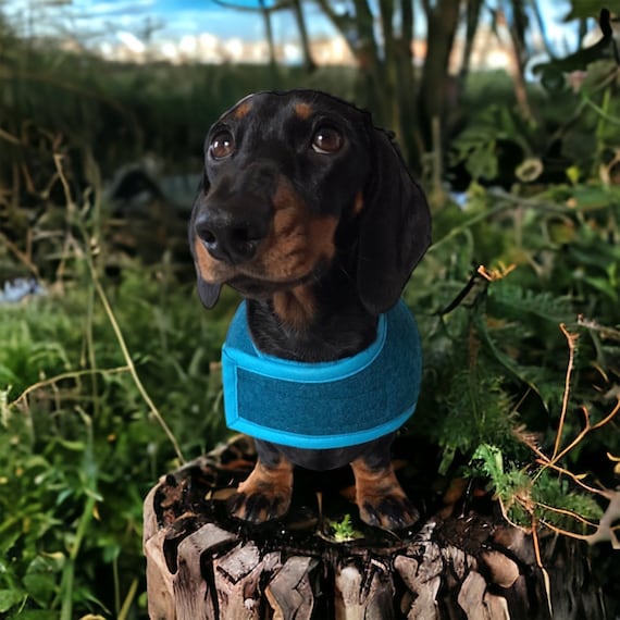 Blue Winter Woolly Dachshund Coat
