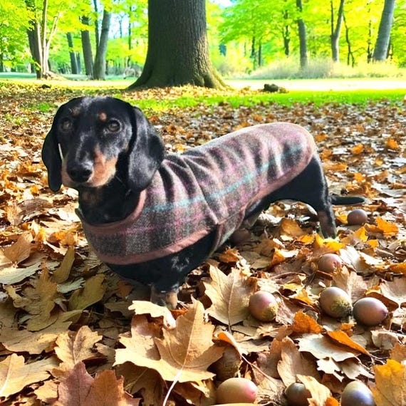 Tweed Dachshund Coat (Chocolate tweed)