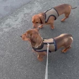 Puede incluir: Dos perros salchicha marrones con arneses beige con ribetes negros est&aacute;n con correa. Los perros est&aacute;n sobre una superficie de asfalto gris. Uno mira hacia abajo, el otro hacia adelante.