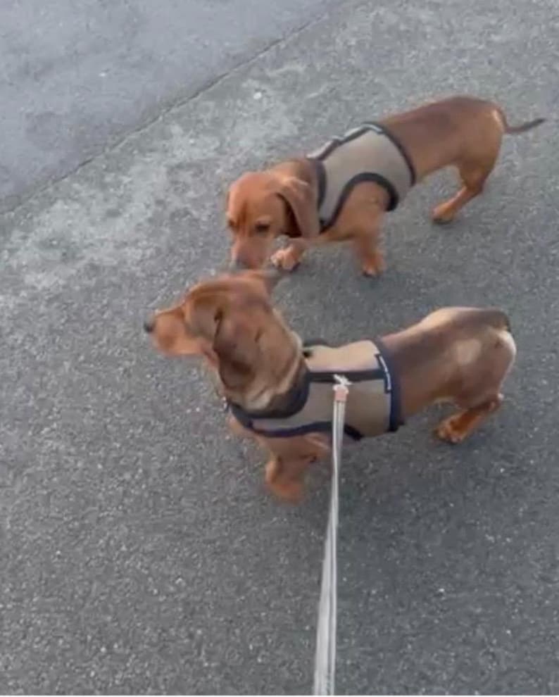 Puede incluir: Dos perros salchicha marrones con arneses beige con ribetes negros est&aacute;n con correa. Los perros est&aacute;n sobre una superficie de asfalto gris. Uno mira hacia abajo, el otro hacia adelante.