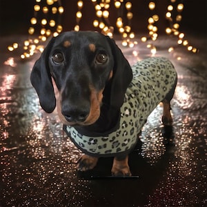 Olive Green leopard Dachshund Winter Coat