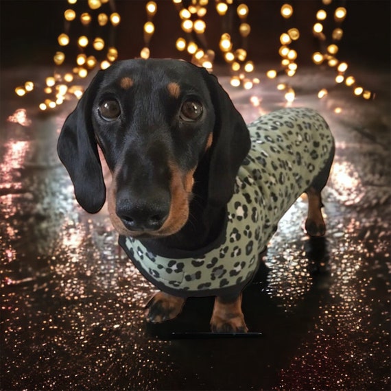 Olive Green leopard Dachshund Winter Coat